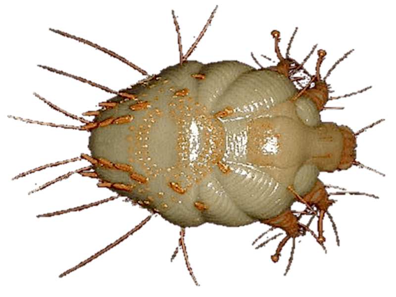 Uyuz Böceği İlaçlama